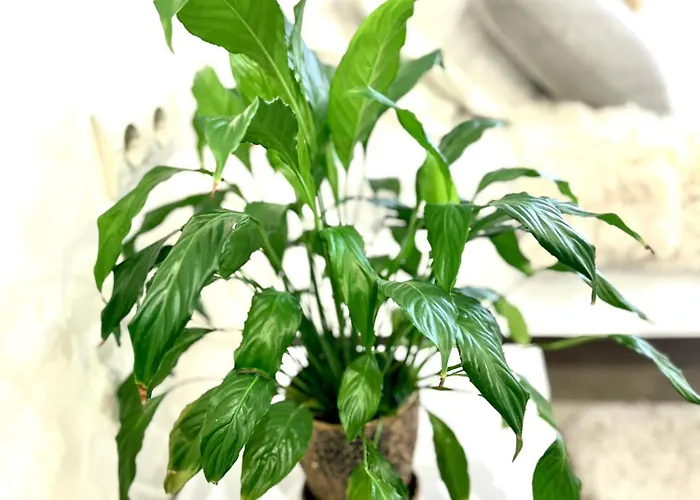 Osapart Pretty At The Complex Great Britain