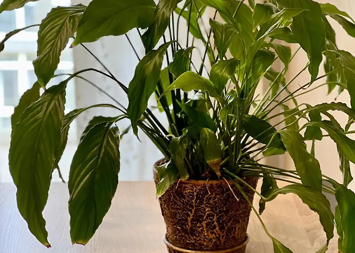 Osapart Pretty At The Complex Great Britain Апартаменти Львів