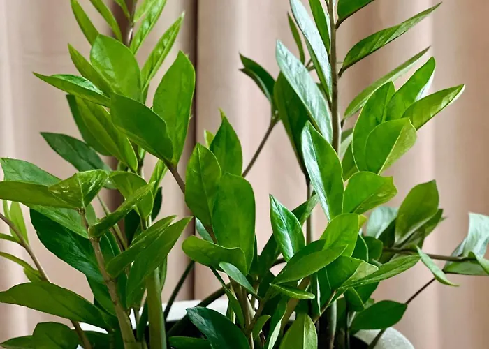 Osapart Pretty At The Complex Great Britain *