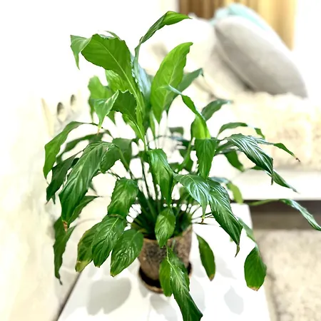 Osapart Pretty At The Complex Great Britain